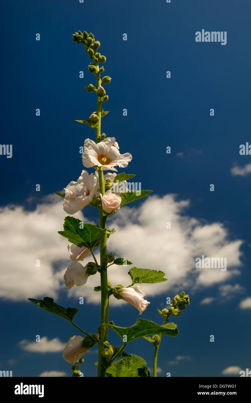 White common Hollyhock flowers in front of a blue sky Stock Photo