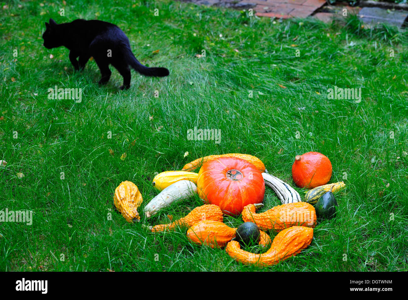 Domestic cat between pumpkins Stock Photo