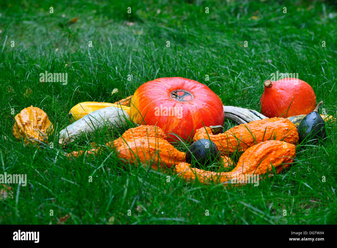 A large collection of pumpkins set Stock Photo