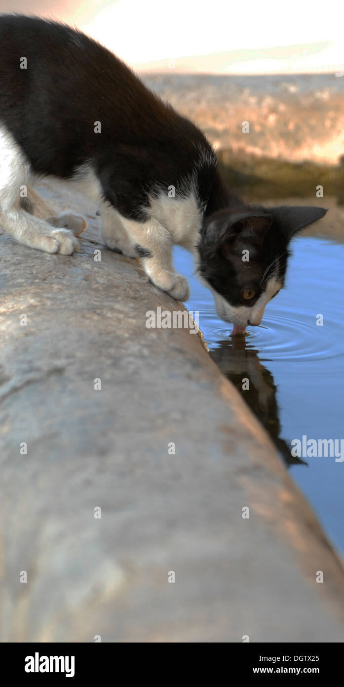 kitten drinking at waterhole Stock Photo