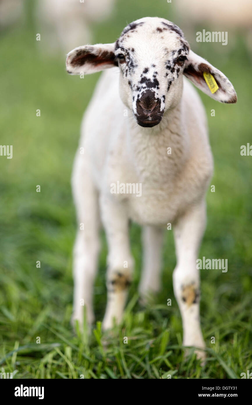 Sheep Seen In Spanish Mountains Early Summer Stock Photo Alamy