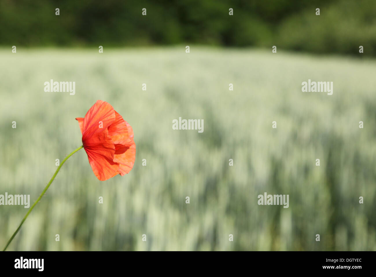 A field of wheat. Red poppies Stock Photo