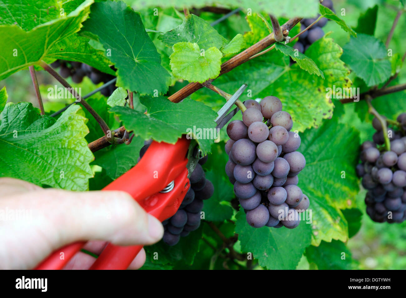 Cutting a bunch of Pinot Gris grapes at the harvest in Alsace, France Stock Photo