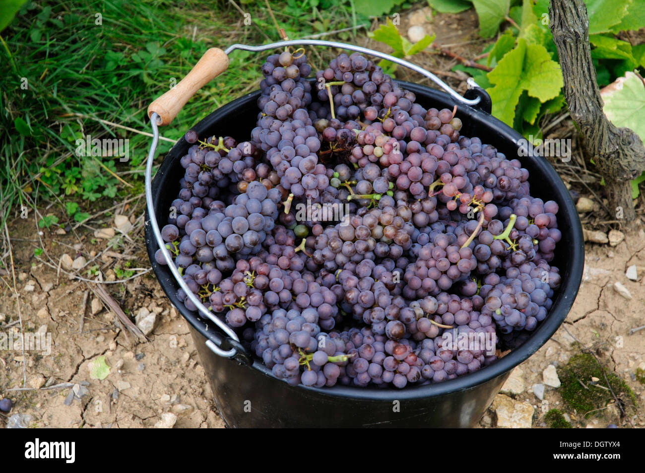 Harvested Pinot Gris grapes, Alsace, France Stock Photo
