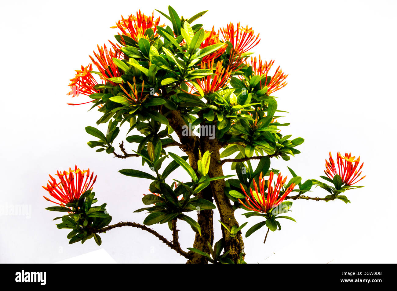 I like it a lot Ixora beauty and intelligence is significant. Stock Photo