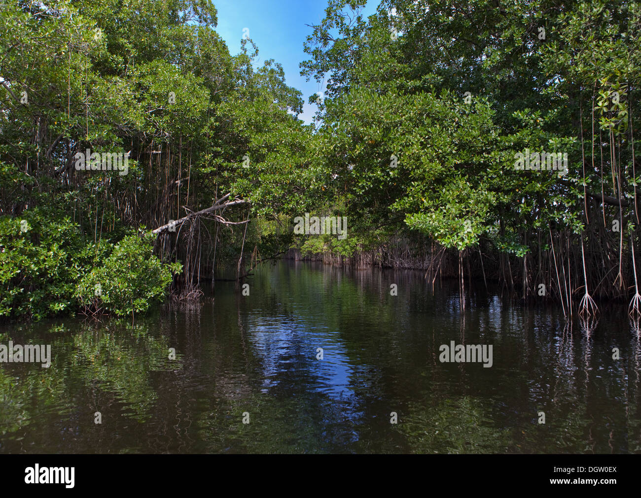 mangrove forest on the Black river. Jamaica. Stock Photo