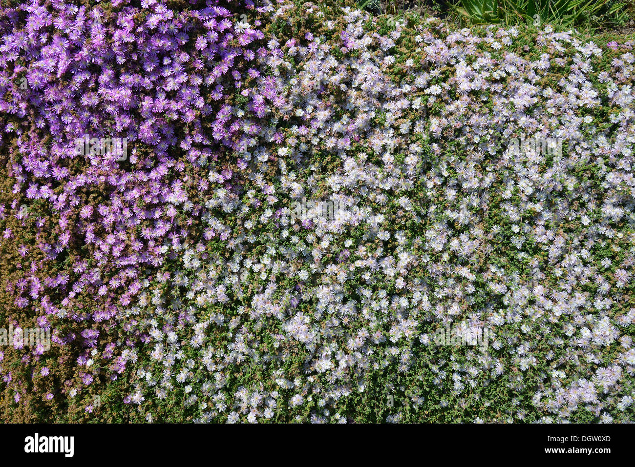 Purple and white ice-plant bloom (mesembryanthemum), Porthcurno Bay, Cornwall, England, United Kingdom Stock Photo