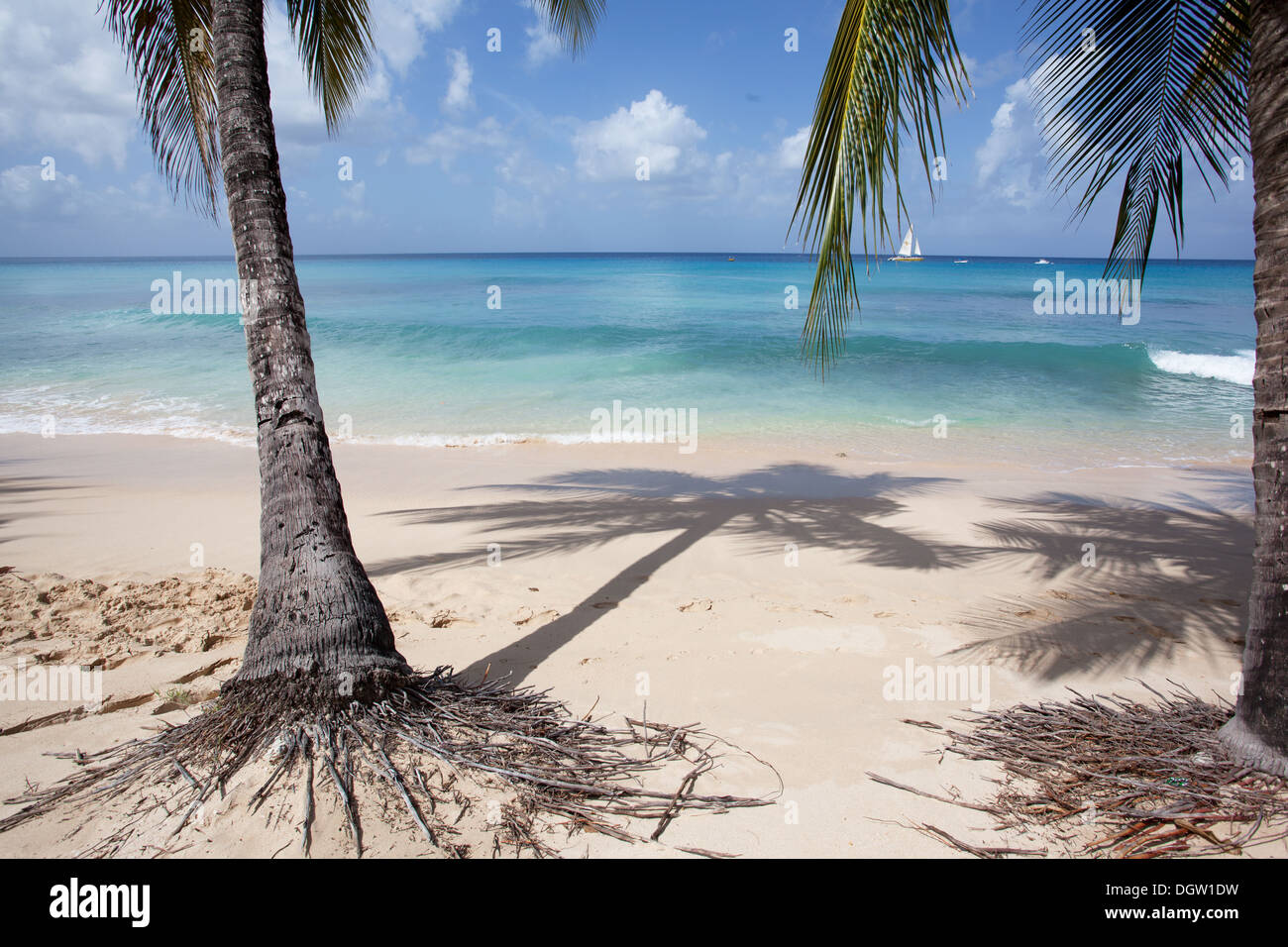 palm trees on the beach in Barbados Stock Photo