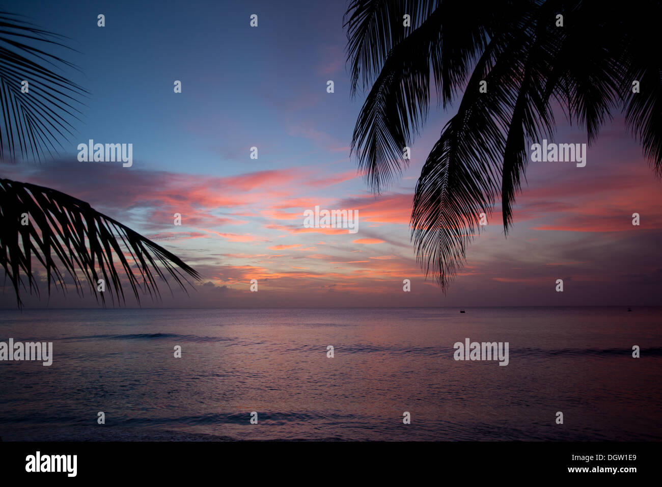 palm trees and sunset in one of Barbados beaches Stock Photo - Alamy