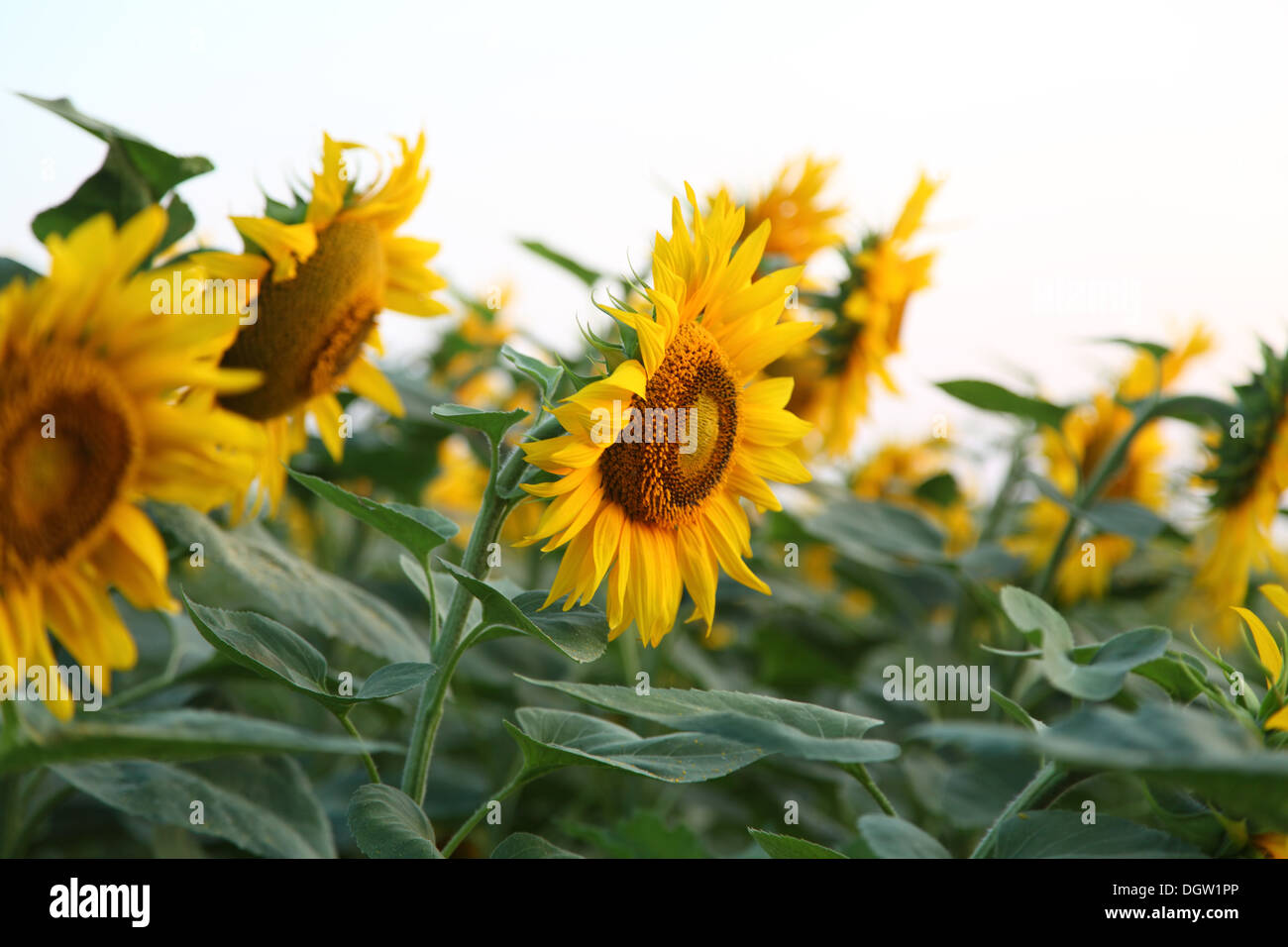 field of sunflowers. beautiful yellow flowers Stock Photo - Alamy