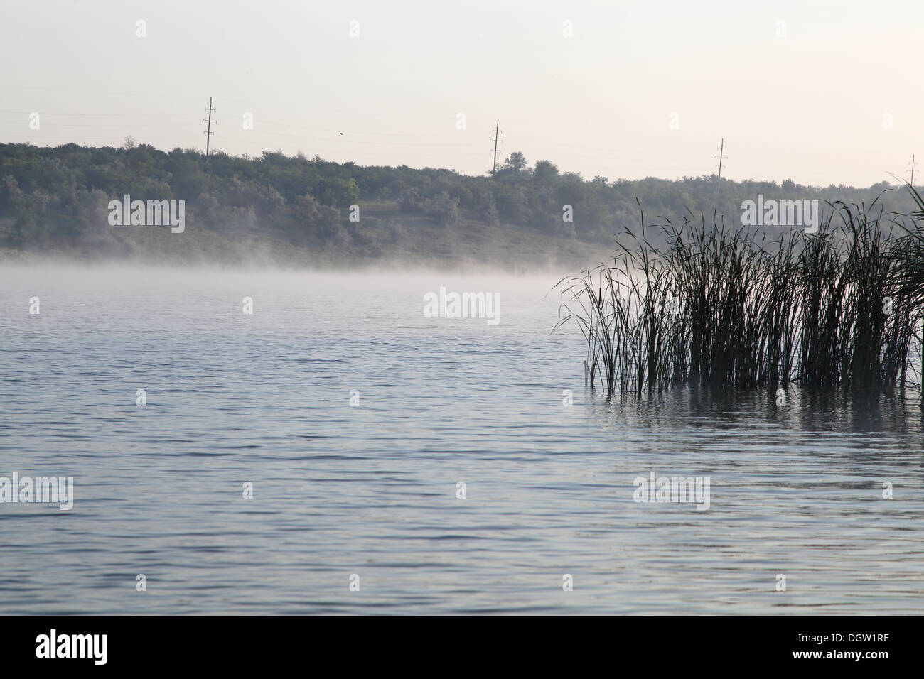 Lake With Reeds lake with reeds in the fog Stock Photo - Alamy