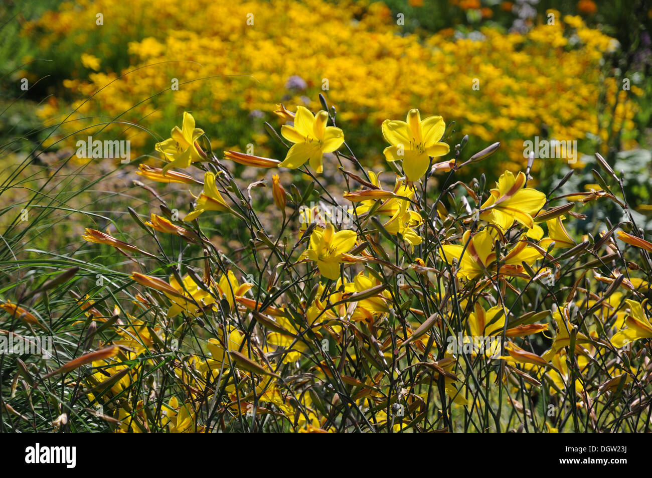 Daylilies Stock Photo