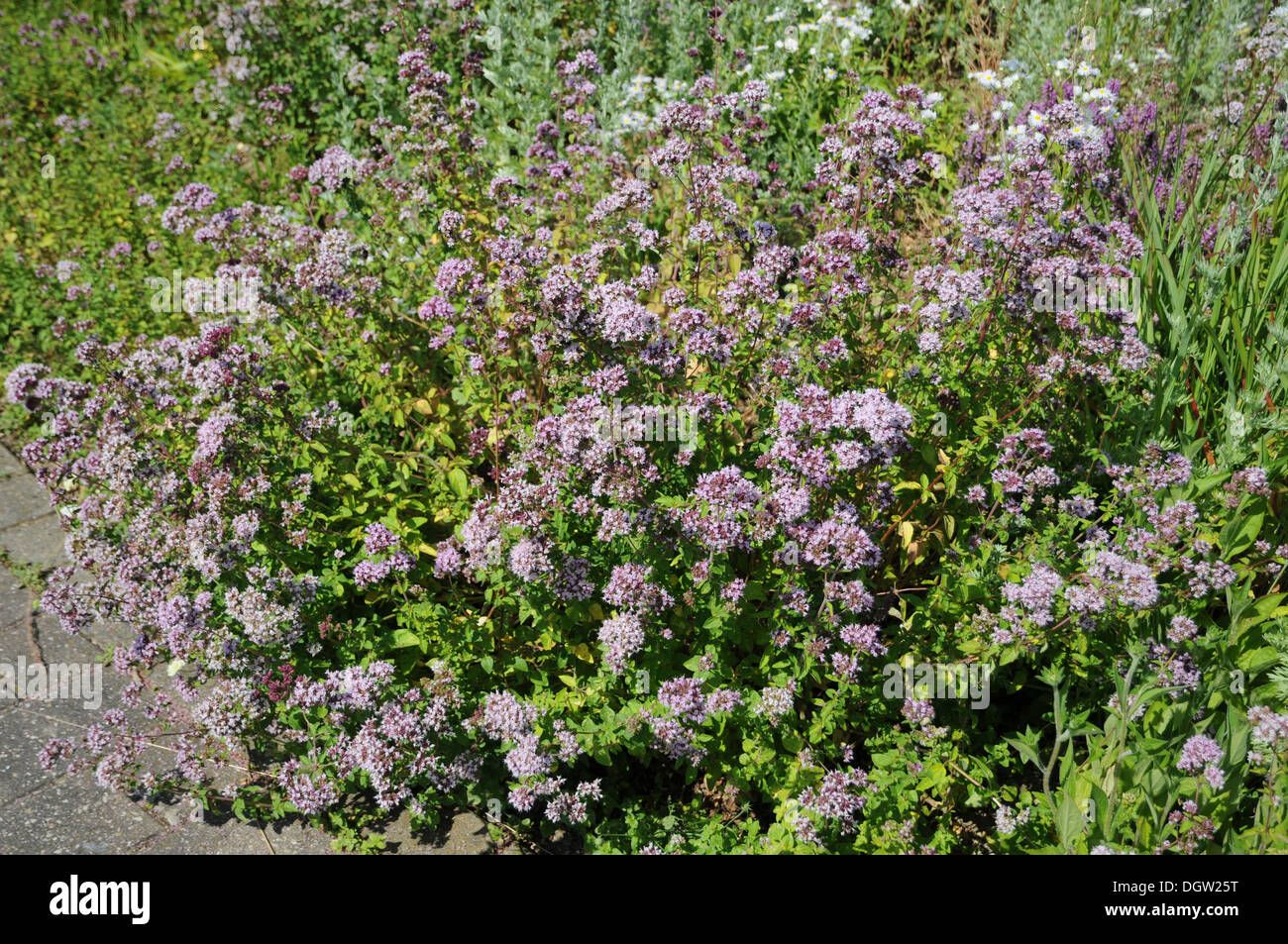 Pot Marjoram Stock Photo 62016132 Alamy