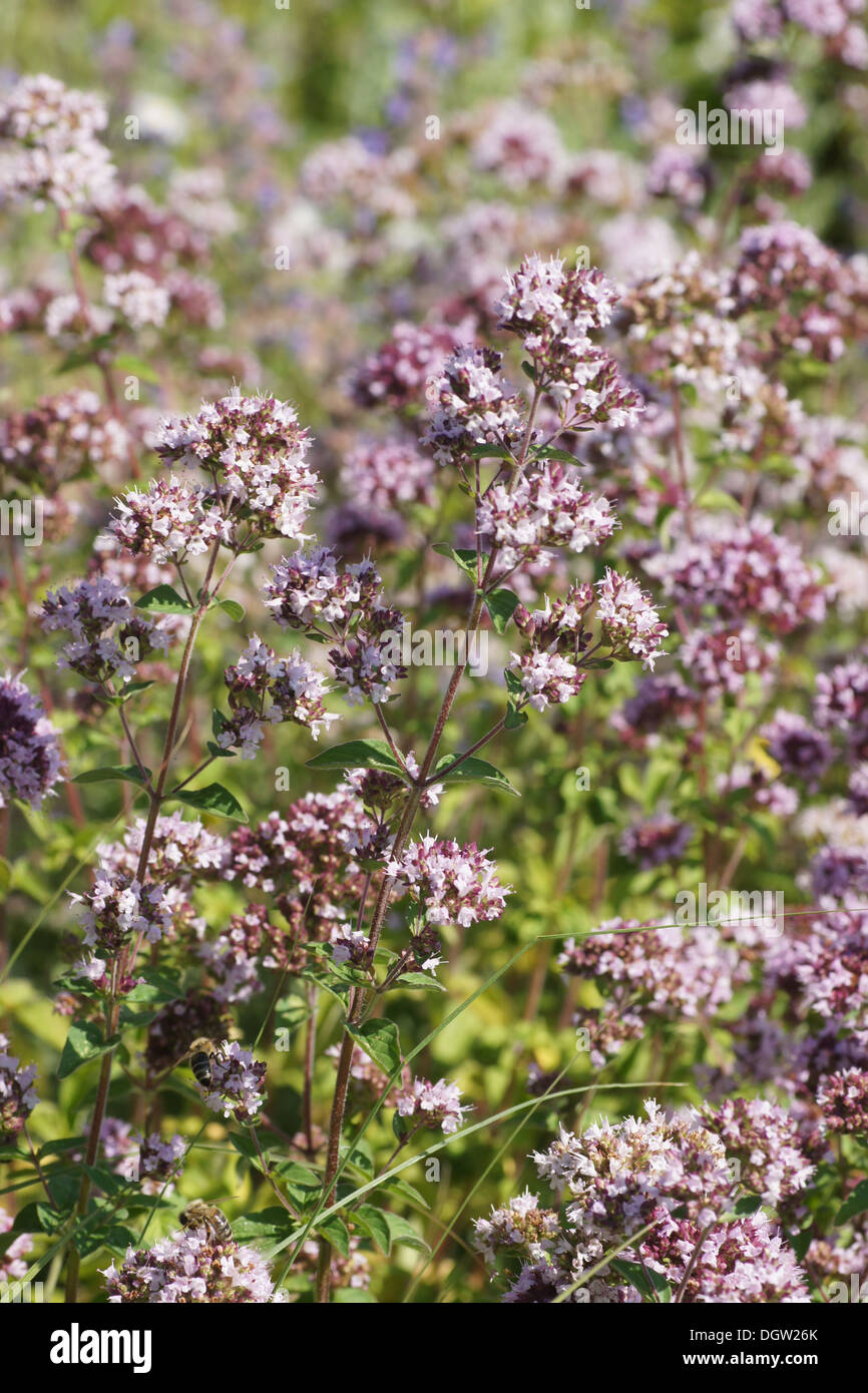 Marjoram garden hires stock photography and images Alamy