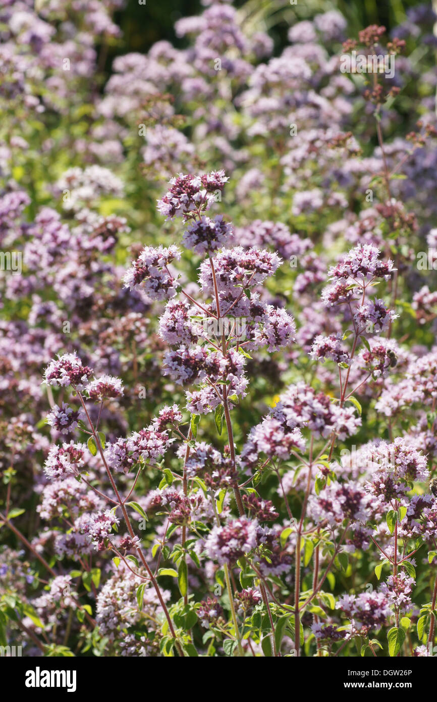 Marjoram garden hires stock photography and images Alamy