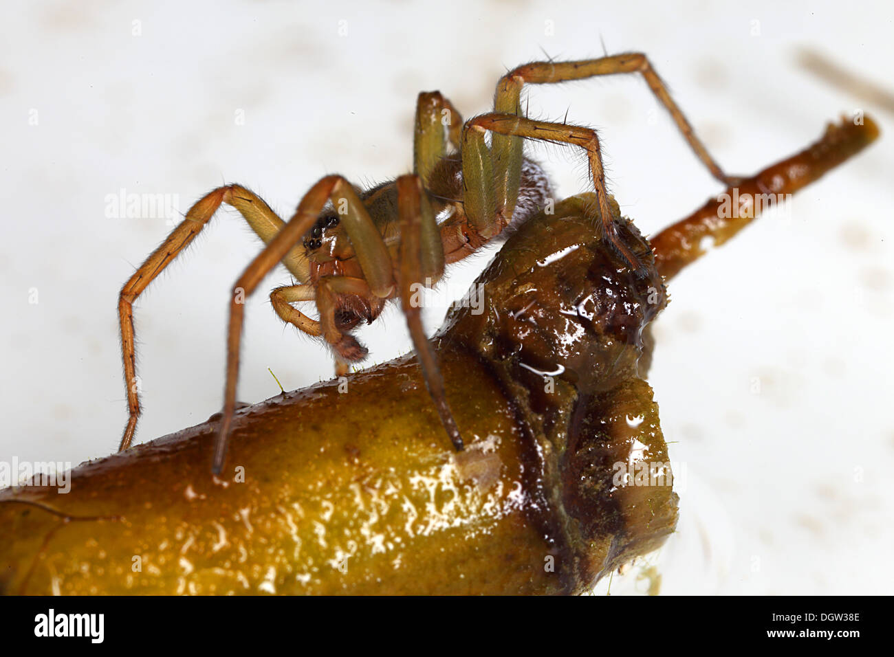 Pirata piraticus, Wolf Spider Stock Photo Alamy