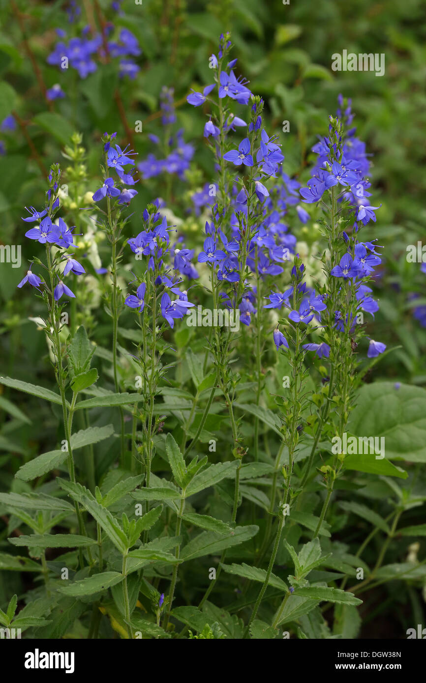 Veronica teucrium, Large Speedwell Stock Photo