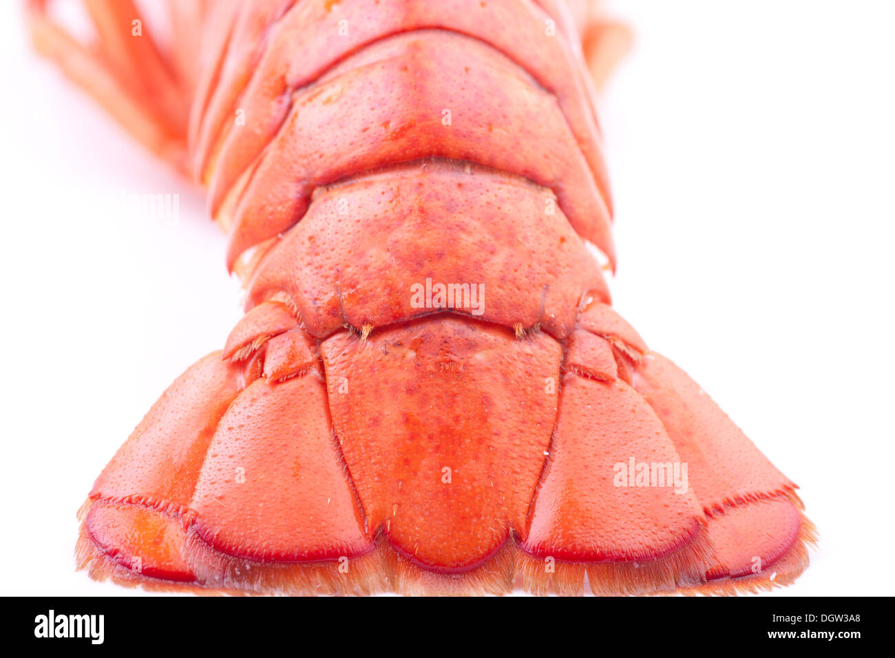 Photo of a Lobster Tail - Back lit on white Stock Photo