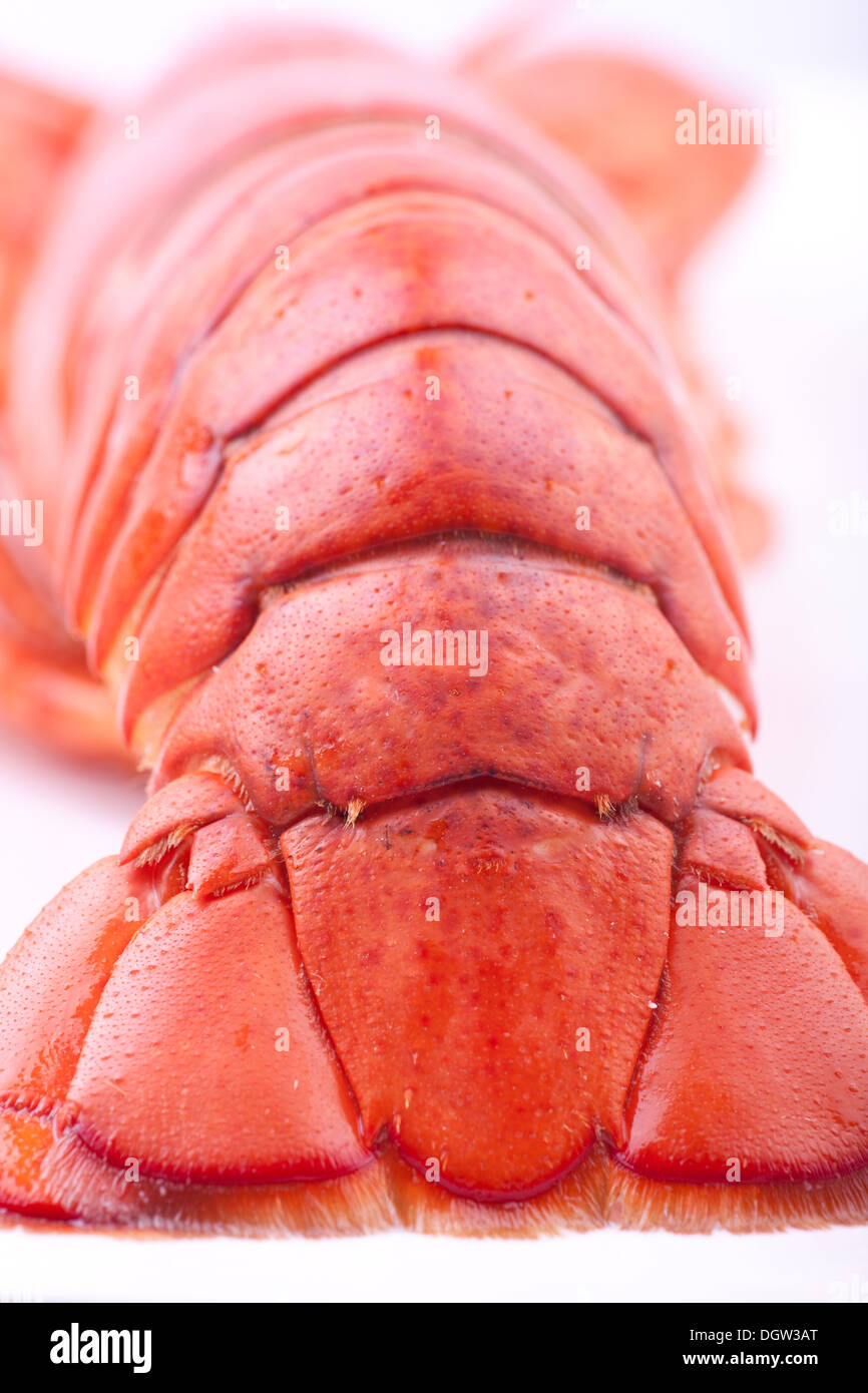 lobster tail macro photographed in studio Stock Photo Alamy