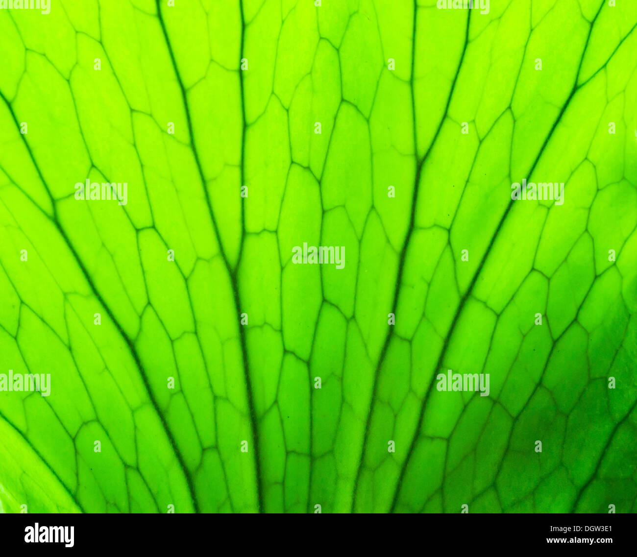 Seamless fern vector pattern hi-res stock photography and images - Alamy
