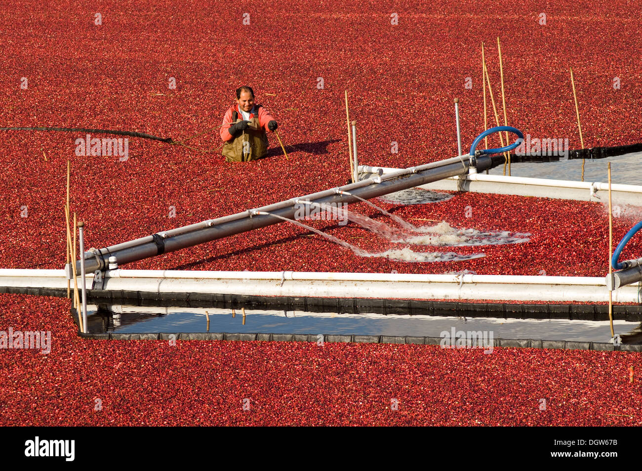 Cranberry harvest hires stock photography and images Alamy