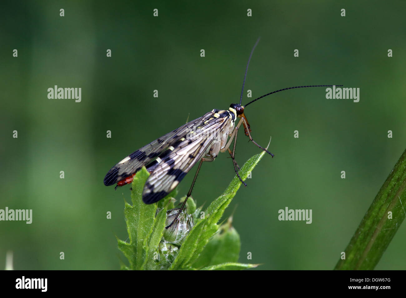Scorpionsfly, Panorpa communis Stock Photo