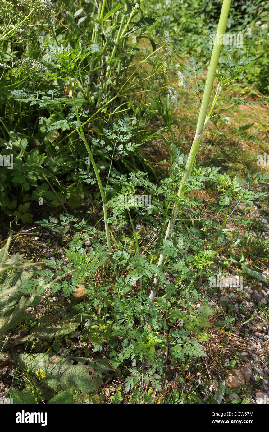 Aethusa cynapium, Fool's Parsley Stock Photo
