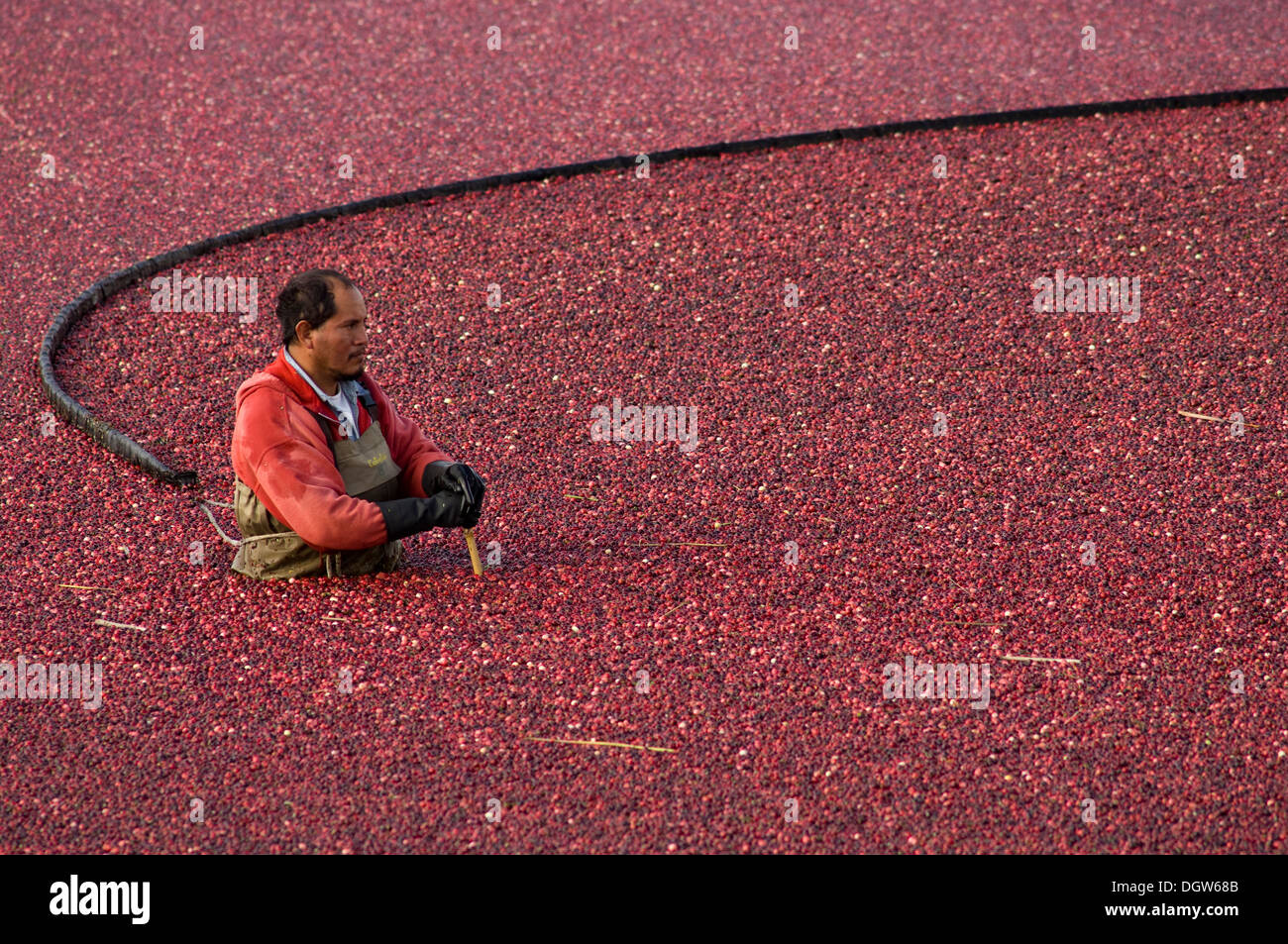 Cranberry Harvest Stock Photos & Cranberry Harvest Stock Images Alamy