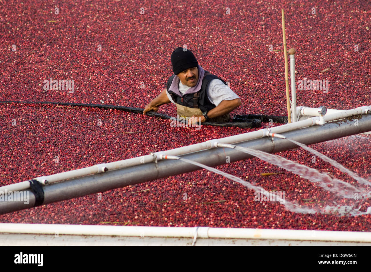 Cranberry bog not flooded hires stock photography and images Alamy