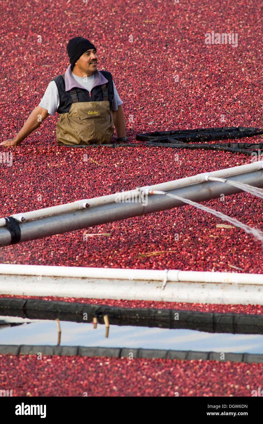 Cranberry Harvest Stock Photos & Cranberry Harvest Stock Images Alamy