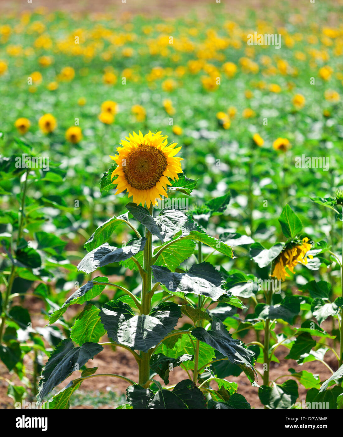Beautiful yellow sunflowers in the field Stock Photo - Alamy