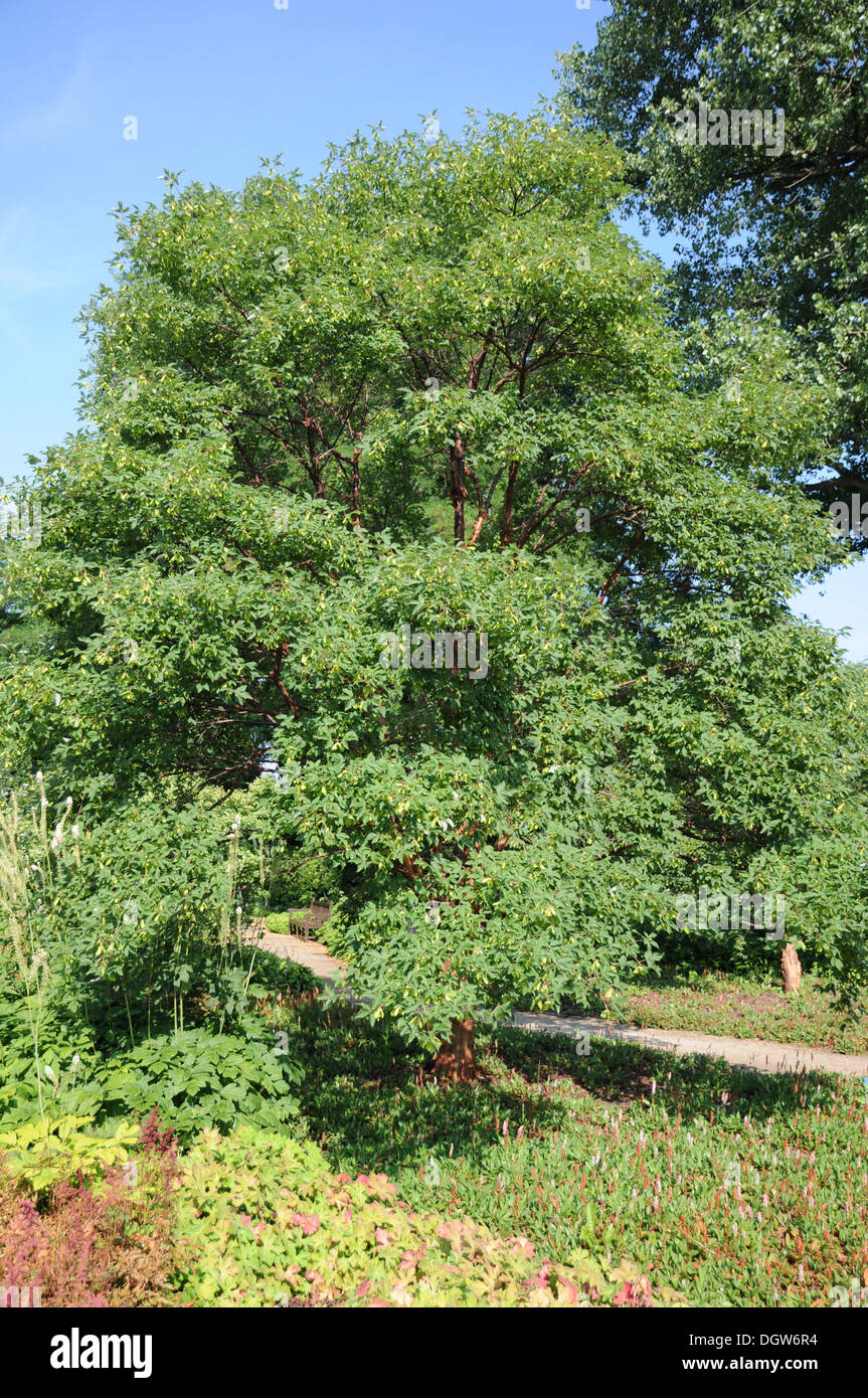 Paperbark Maple Tree High Resolution Stock Photography and Images - Alamy
