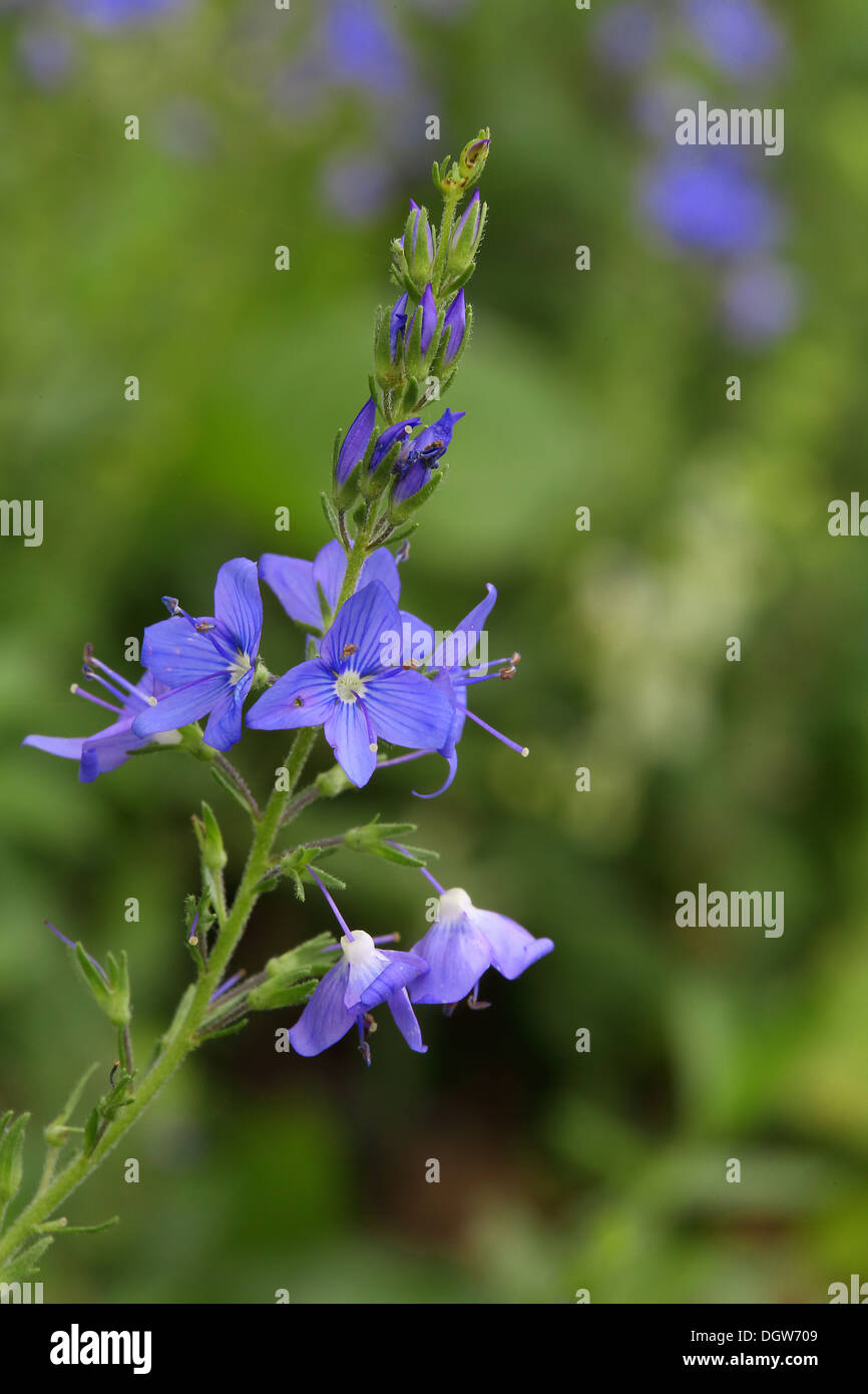 Veronica teucrium, Large Speedwell Stock Photo