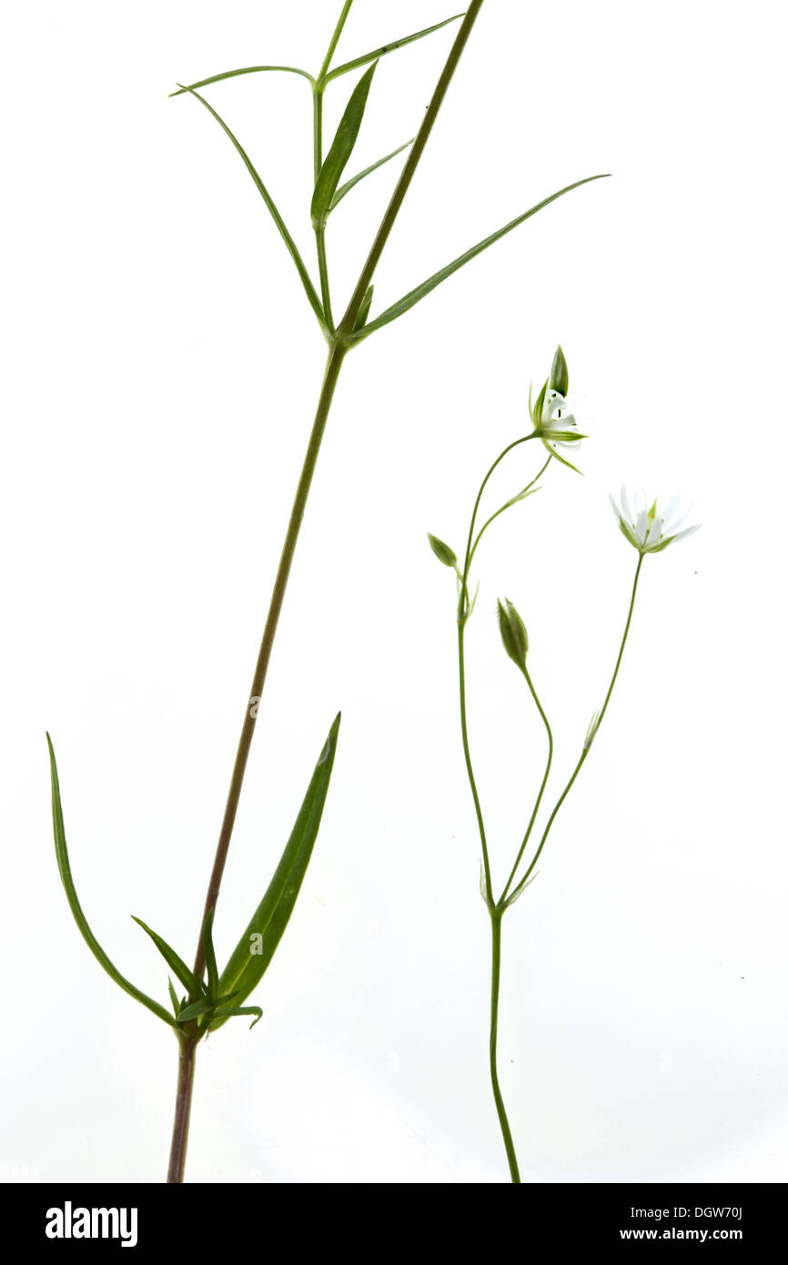 Stellaria graminea, Grassleaf Starwort Stock Photo