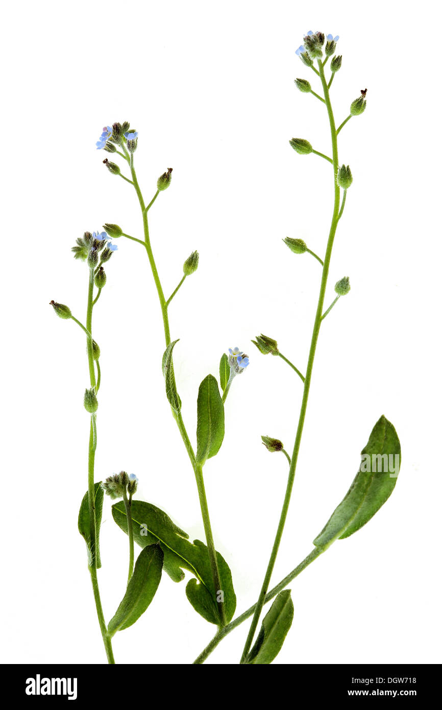 Myosotis arvensis, Field Forget-me-not Stock Photo