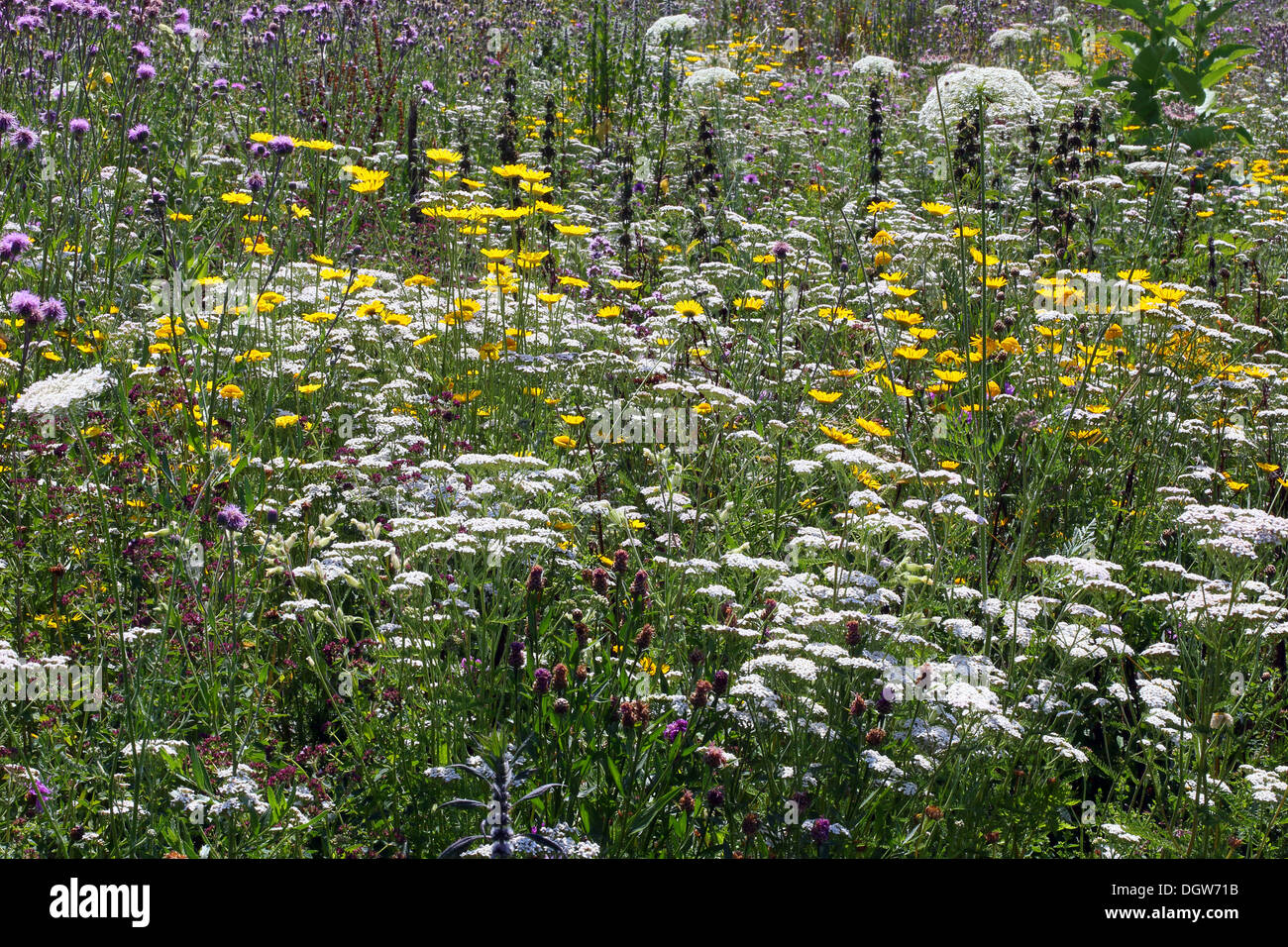 Summer meadow, dry ruderal vegetation Stock Photo