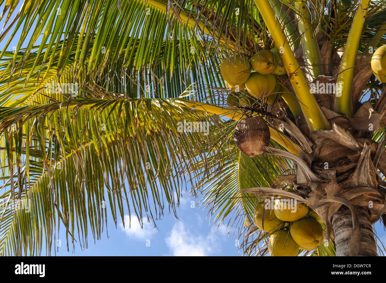 Palm tree with coconuts hi-res stock photography and images - Alamy