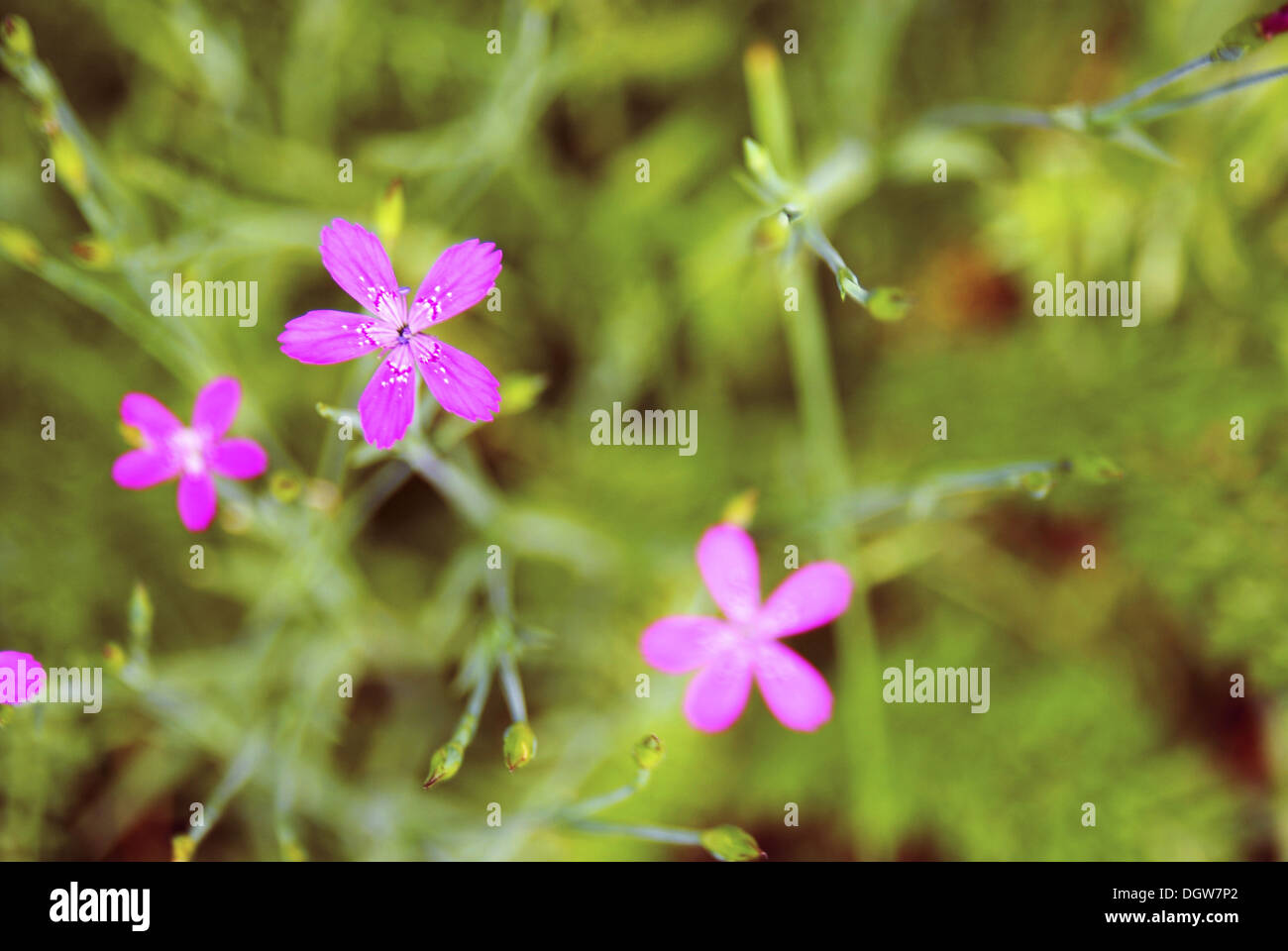 Beautiful pink flower in wild hi-res stock photography and images - Alamy