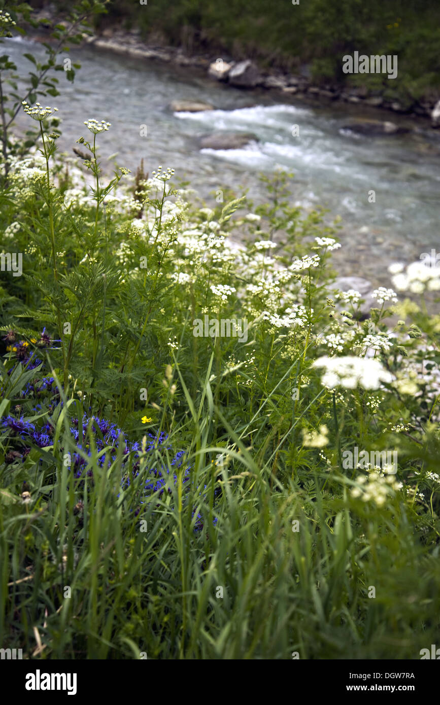 Flowers on the shore of a mountain river Stock Photo