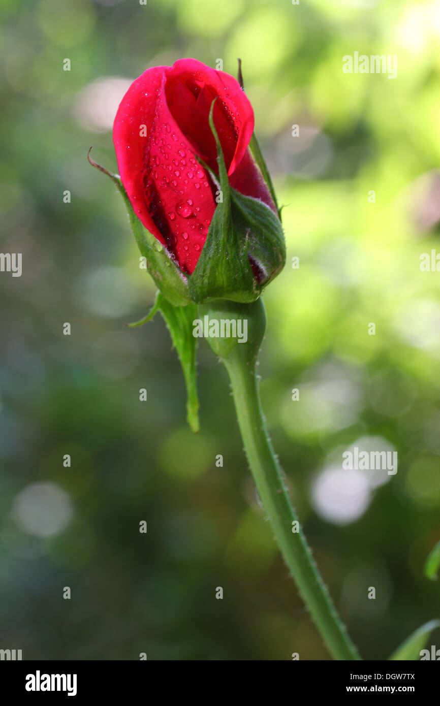 rosebuds Stock Photo Alamy