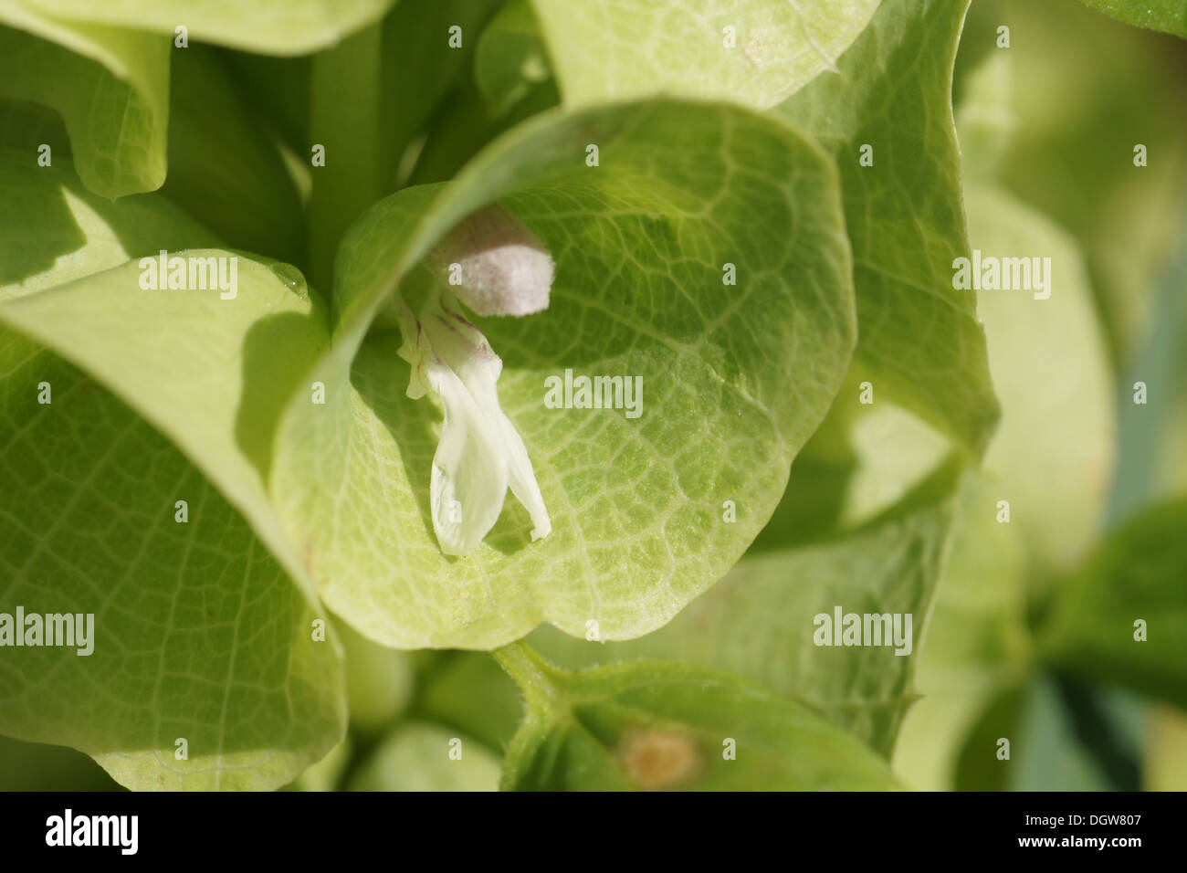 Shell flower bells hi-res stock photography and images - Alamy