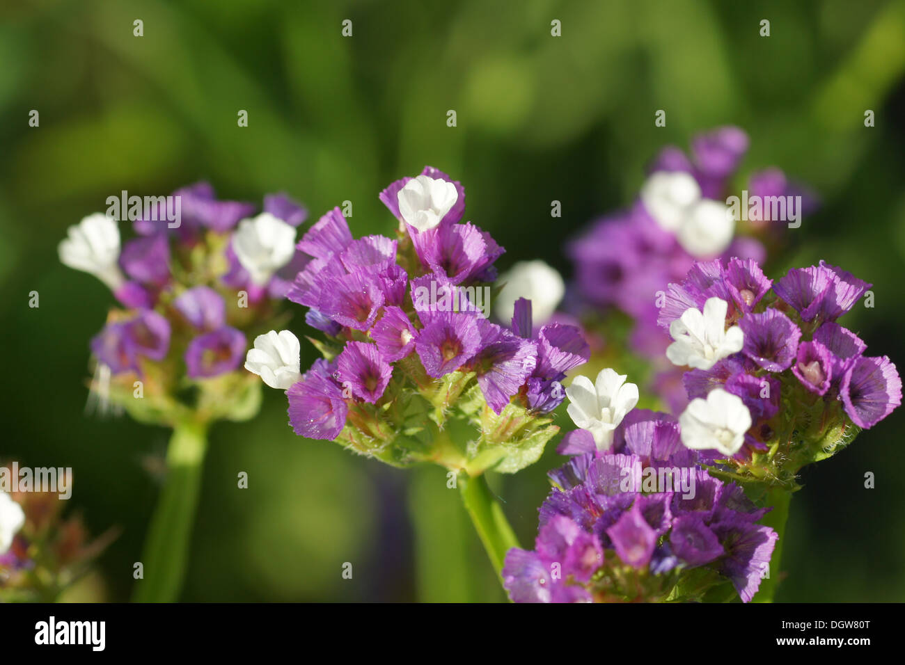 Sea-Lavender Stock Photo