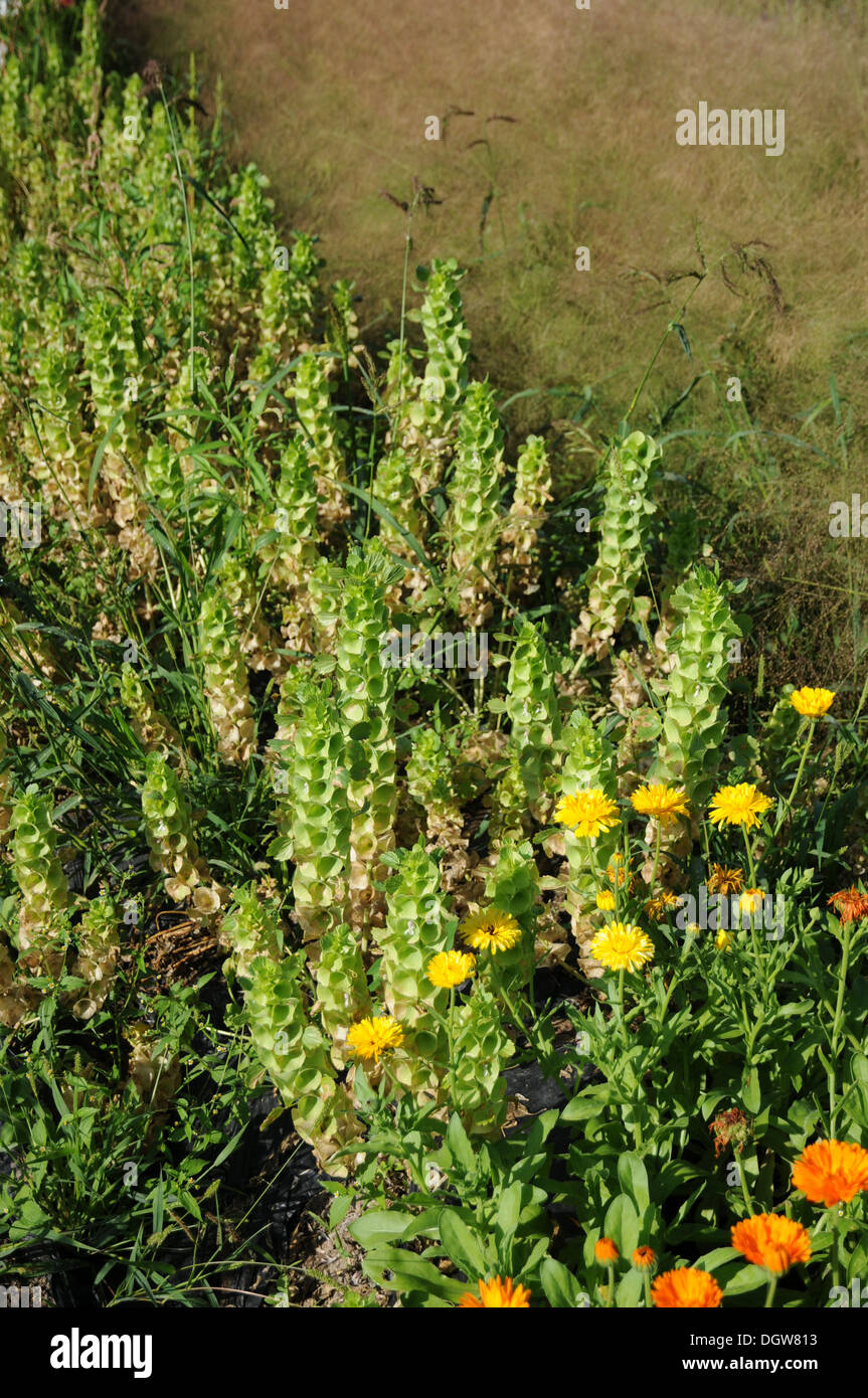 Shellflower hi-res stock photography and images - Alamy