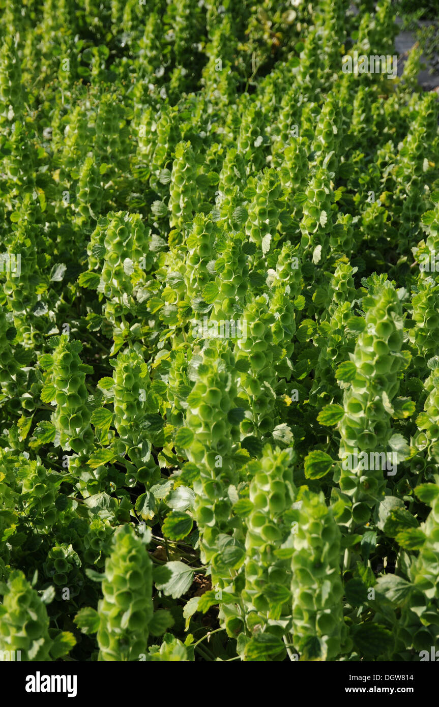 Shell Floreal Shellflowers hi-res stock photography and images - Alamy