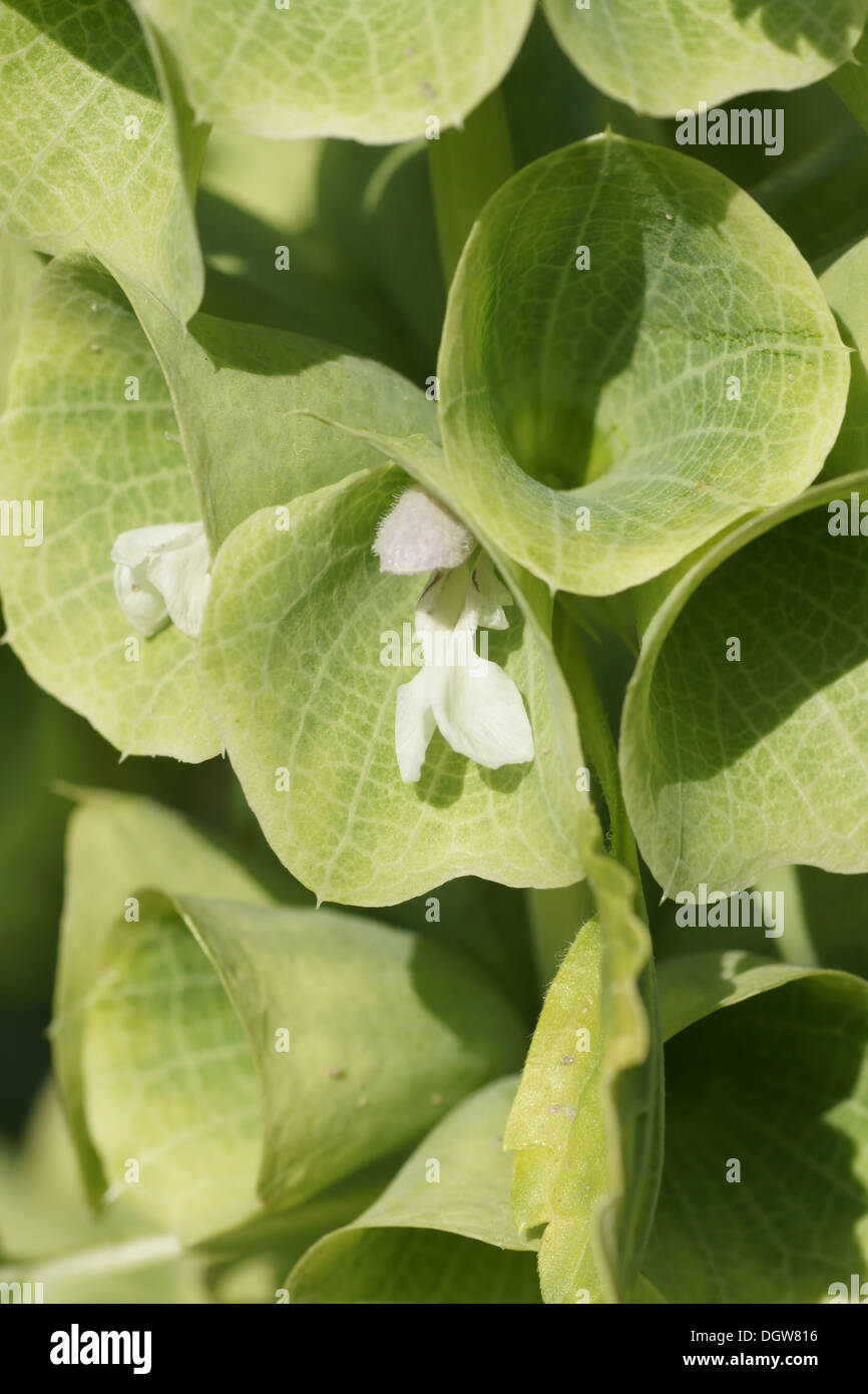 Shell flower bells hi-res stock photography and images - Alamy