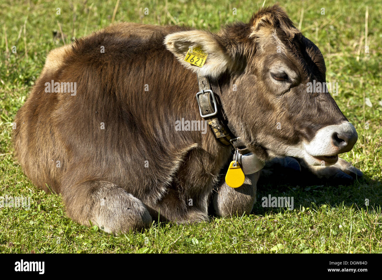 Calf of Grey cattle, Switzerland Stock Photo