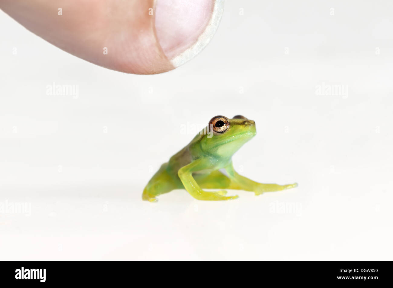 Juvenile of Orinoco lime tree frog Stock Photo