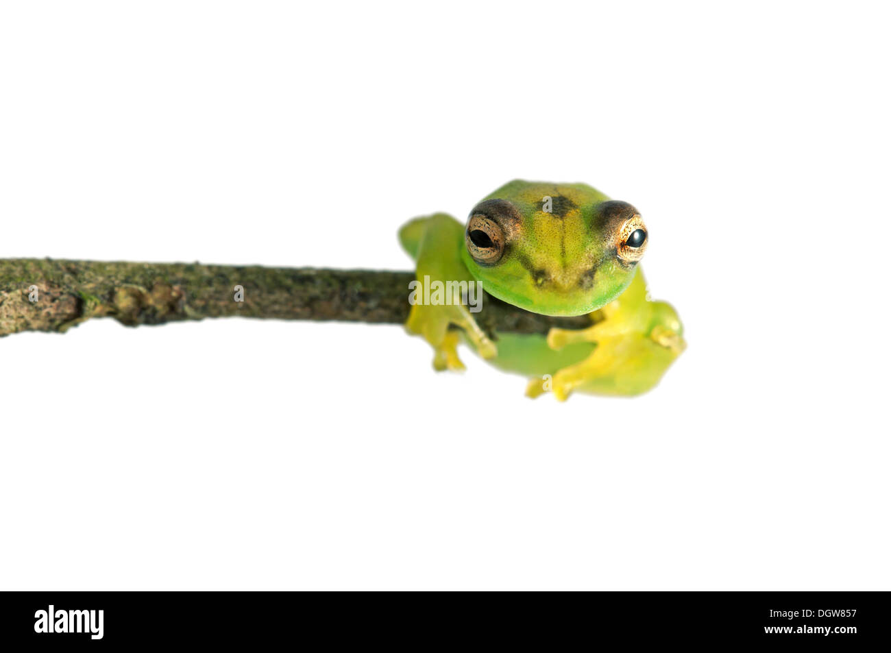 Juvenile of Orinoco lime tree frog Stock Photo
