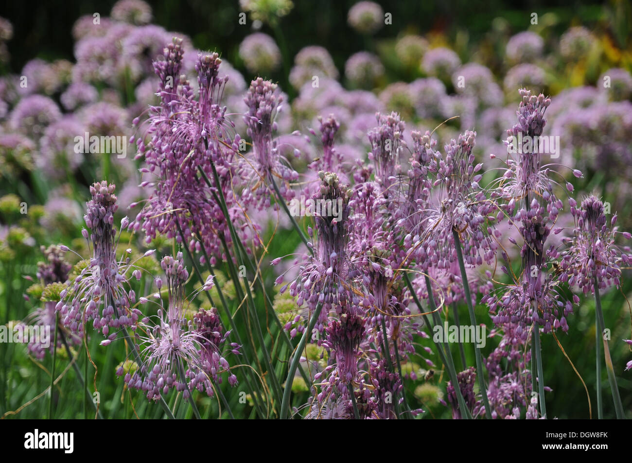 Beautiful Leek Stock Photo
