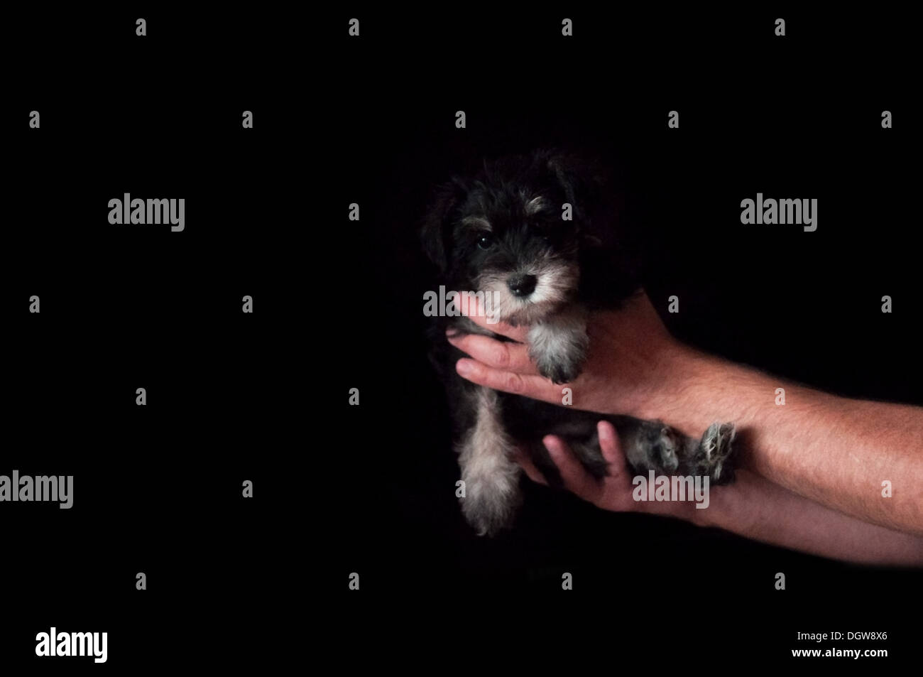 schnauzer puppy in hands isolated on black background Stock Photo
